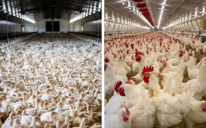 chicken coop led lighting system